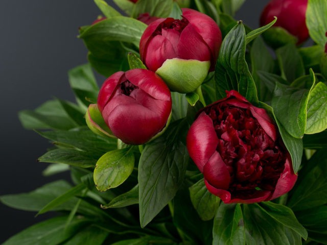 Peony Black Beauty: photo and description, reviews