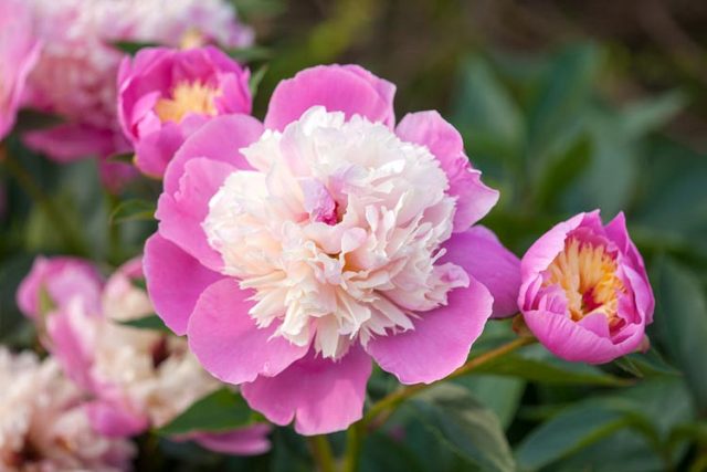 Peony Bowl of Beauty (Boyle of Beauty): photo and description, reviews