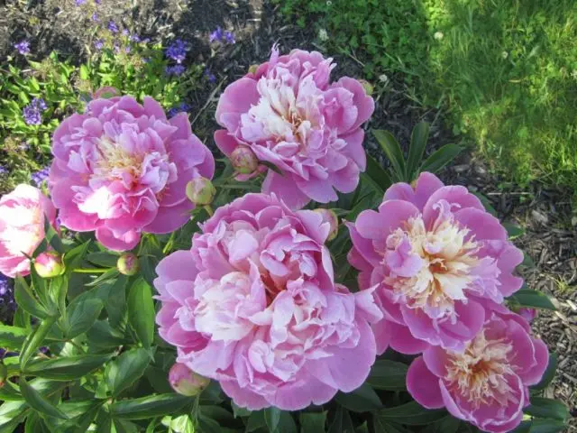 Peony Bowl of Beauty (Boyle of Beauty): photo and description, reviews