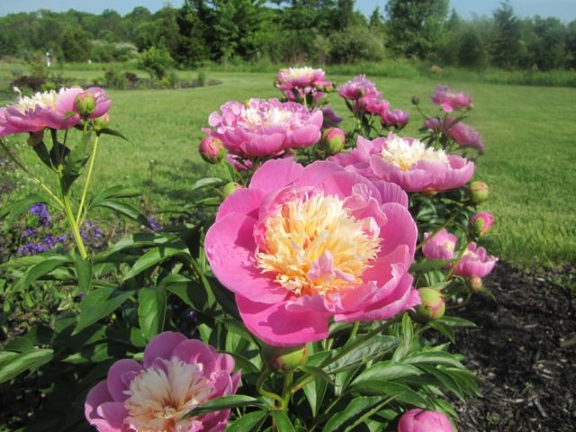 Peony Bowl of Beauty (Boyle of Beauty): photo and description, reviews