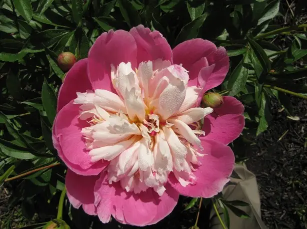 Peony Bowl of Beauty (Boyle of Beauty): photo and description, reviews