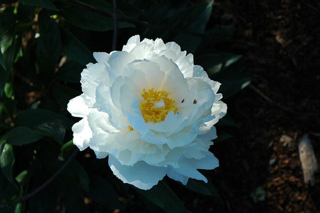 Peony Bowl of Cream: photo and description, reviews