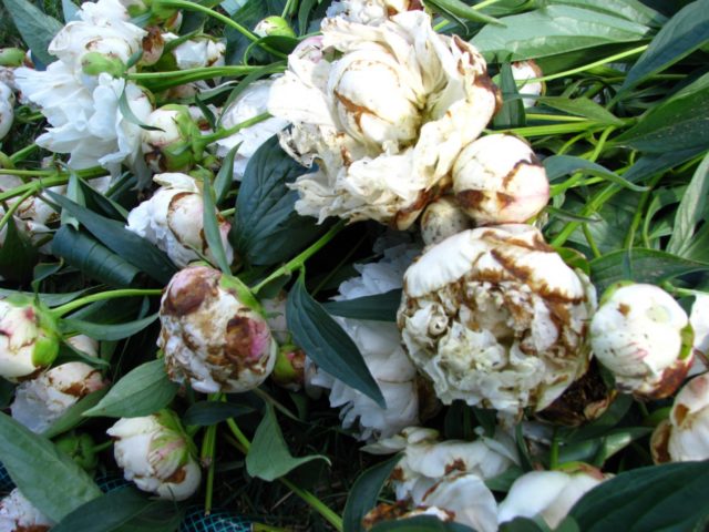 Peony Bowl of Cream: photo and description, reviews