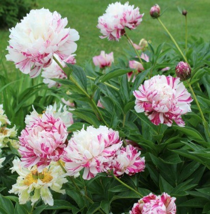 Peony Candy Stripe (Candy Stripe): photo and description, reviews