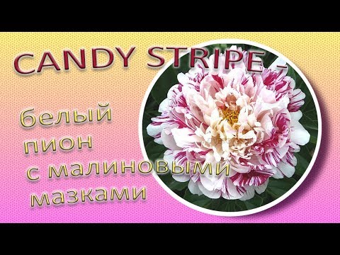 Peony Candy Stripe (Candy Stripe): photo and description, reviews