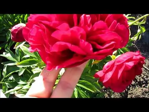 Peony Carol: photo and description, reviews