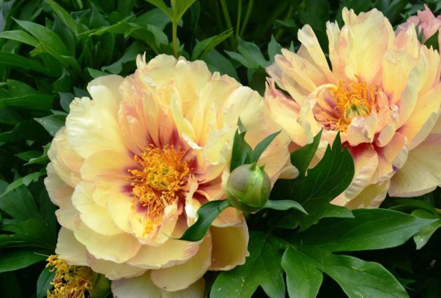 Peony Collis Memory (Kellis Memory, Callies Memory): photo and description, reviews