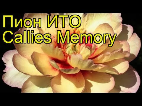 Peony Collis Memory (Kellis Memory, Callies Memory): photo and description, reviews