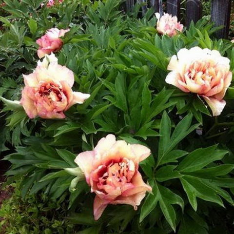 Peony Collis Memory (Kellis Memory, Callies Memory): photo and description, reviews