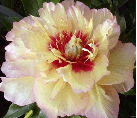 Peony Collis Memory (Kellis Memory, Callies Memory): photo and description, reviews