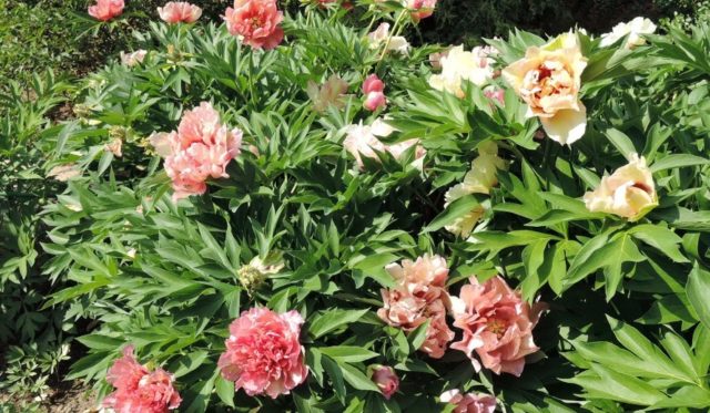 Peony Collis Memory (Kellis Memory, Callies Memory): photo and description, reviews