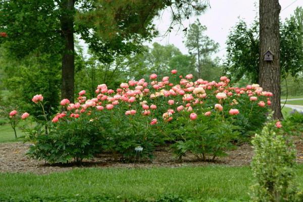 Peony Coral Charm (Coral Charm): photo and description, reviews