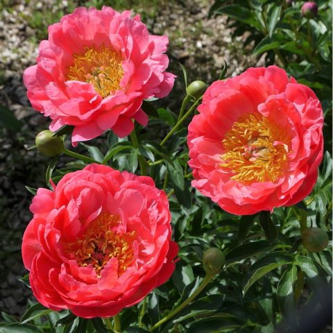 Peony Coral Sunset: photo and description, reviews