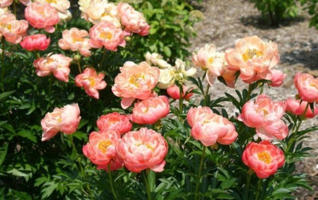 Peony Coral Sunset: photo and description, reviews