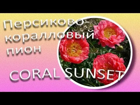 Peony Coral Sunset: photo and description, reviews