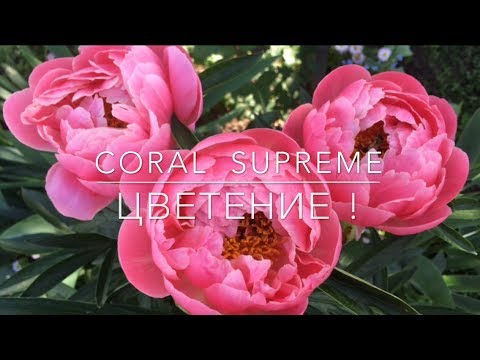 Peony Coral Supreme (Coral Supreme): photo and description, reviews