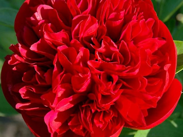 Peony Diana Parks: photo and description, reviews