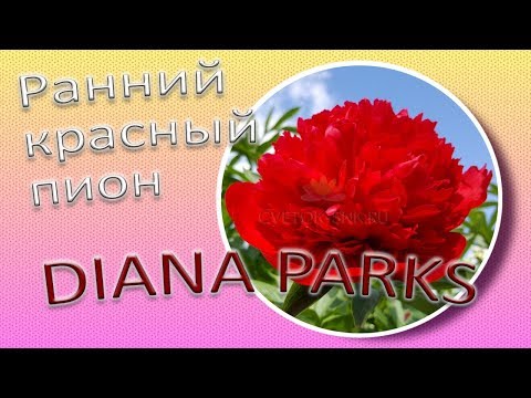 Peony Diana Parks: photo and description, reviews