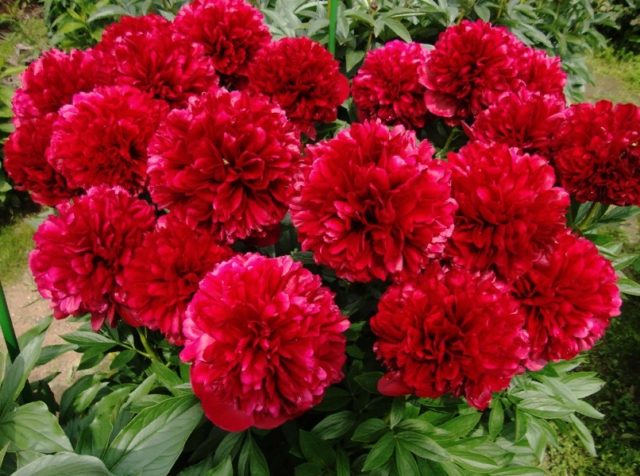 Peony Diana Parks: photo and description, reviews