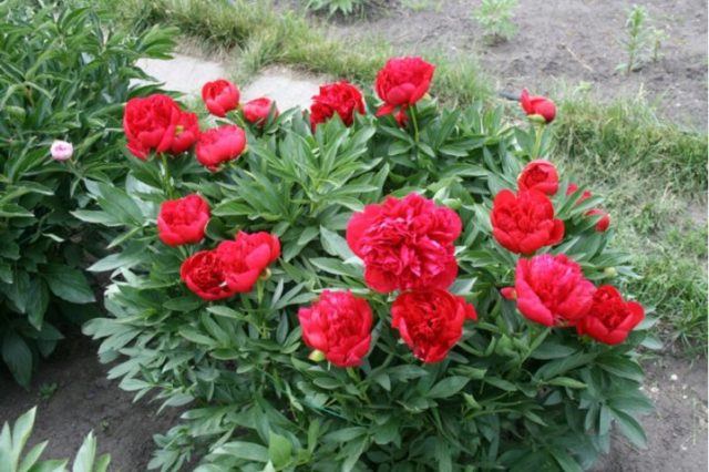 Peony Diana Parks: photo and description, reviews