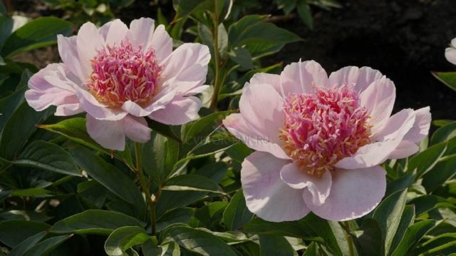 Peony Do Tell: photo and description, reviews