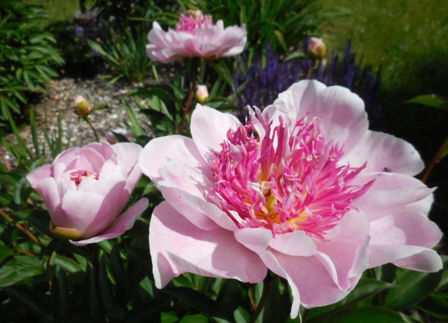 Peony Do Tell: photo and description, reviews