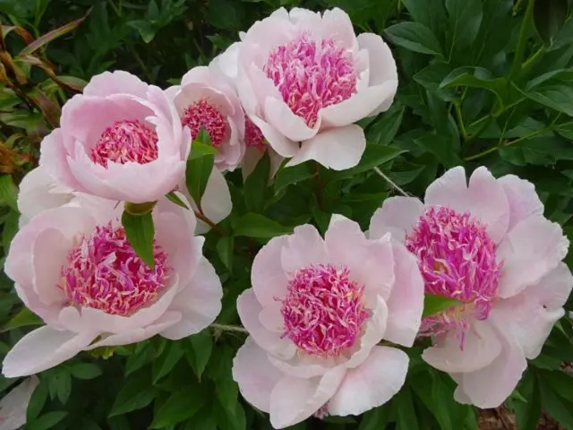 Peony Do Tell: photo and description, reviews