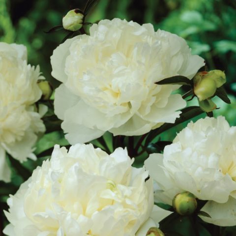 Peony Duchesse de Nemours (Duchesse de Nemours): photo and description, reviews