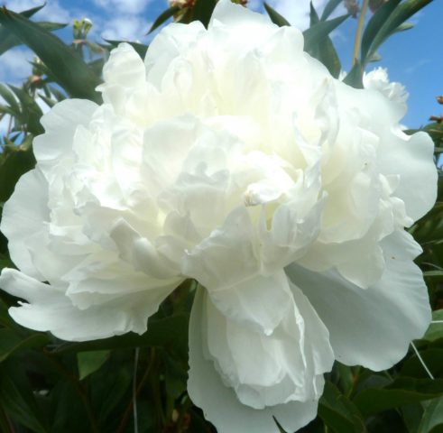 Peony Duchesse de Nemours (Duchesse de Nemours): photo and description, reviews