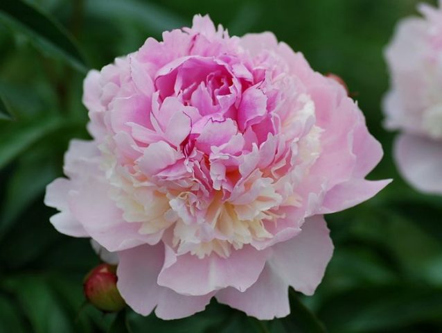 Peony Edens Perfume (Edens Perfume): photo and description, reviews