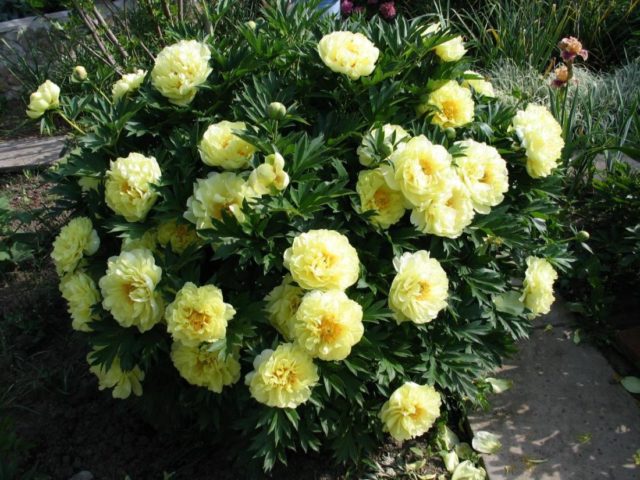 Peony Garden Treasure (Yellow Treasure): photo and variety description, reviews