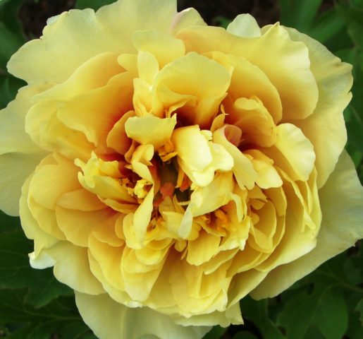 Peony Garden Treasure (Yellow Treasure): photo and variety description, reviews