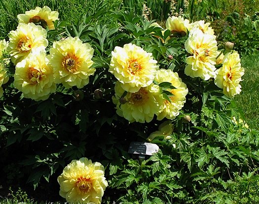 Peony Garden Treasure (Yellow Treasure): photo and variety description, reviews