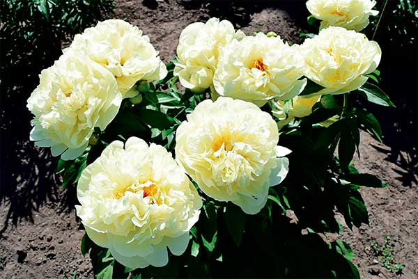 Peony Garden Treasure (Yellow Treasure): photo and variety description, reviews