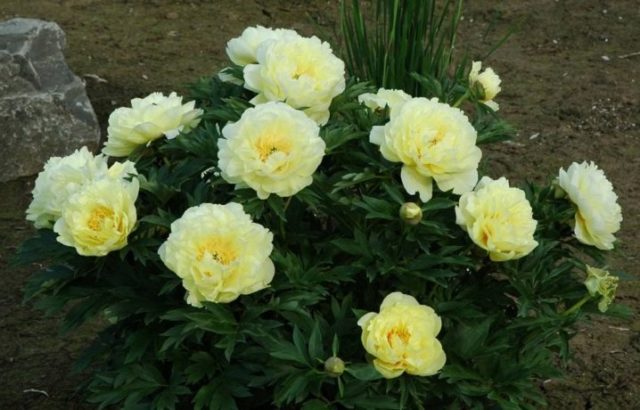 Peony Garden Treasure (Yellow Treasure): photo and variety description, reviews