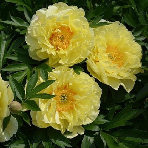 Peony Garden Treasure (Yellow Treasure): photo and variety description, reviews