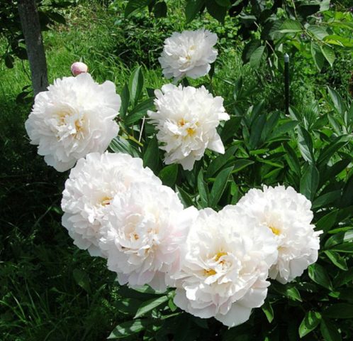 Peony Gardenia: photo and description, reviews