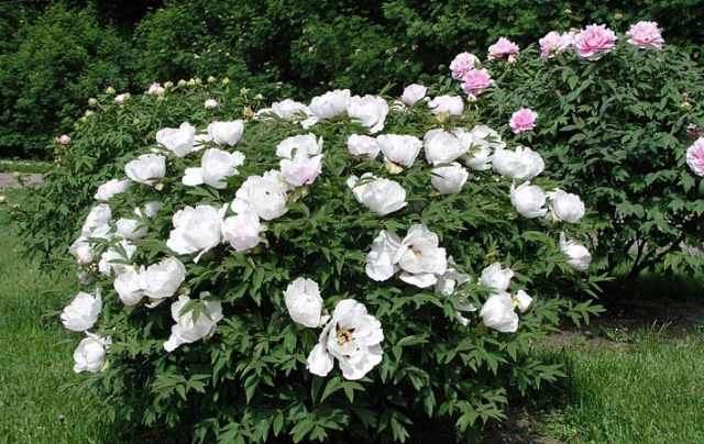 Peony Gardenia: photo and description, reviews