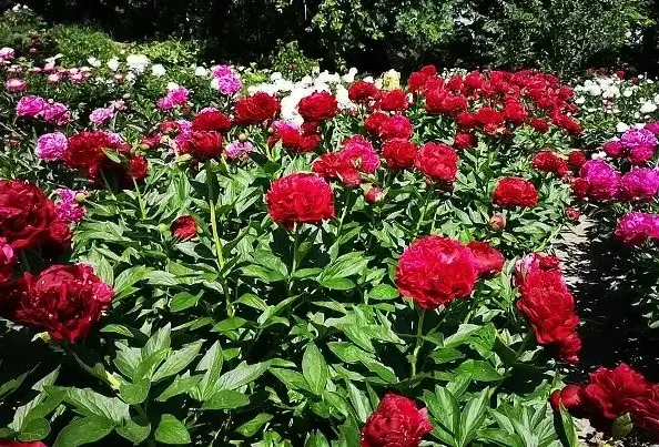 Peony Henry Bockstoce (Henry Bockstos)