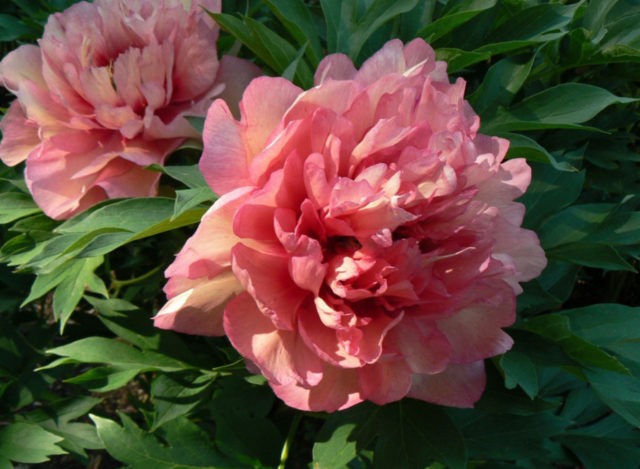 Peony Hillary: photo and description, reviews