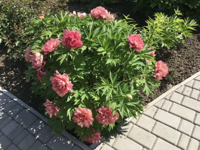 Peony Hillary: photo and description, reviews