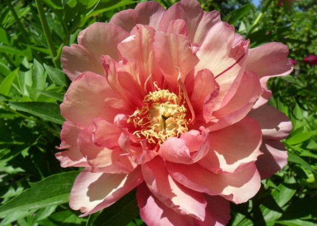 Peony Hillary: photo and description, reviews