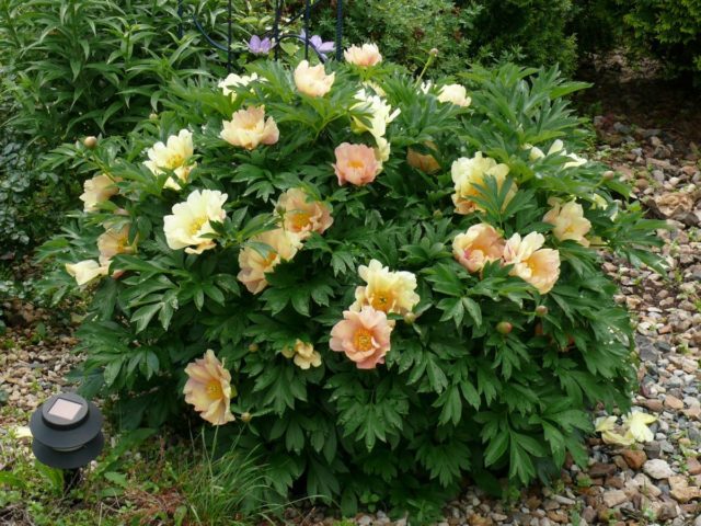 Peony Ito-hybrid Canary Brilliant (Canarian diamonds): reviews + photos