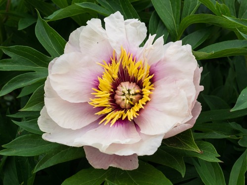 Peony ITO hybrid Cora Louise (Cora Louise): photo and description, reviews