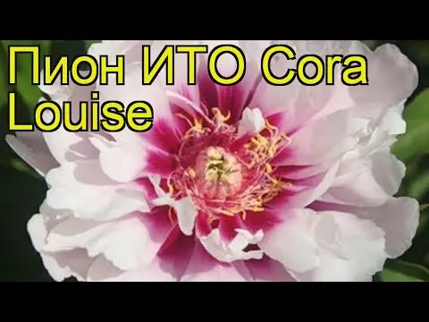 Peony ITO hybrid Cora Louise (Cora Louise): photo and description, reviews