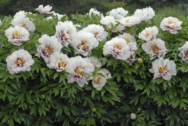 Peony ITO hybrid Cora Louise (Cora Louise): photo and description, reviews