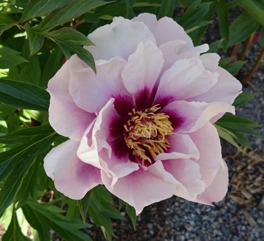 Peony ITO hybrid Cora Louise (Cora Louise): photo and description, reviews