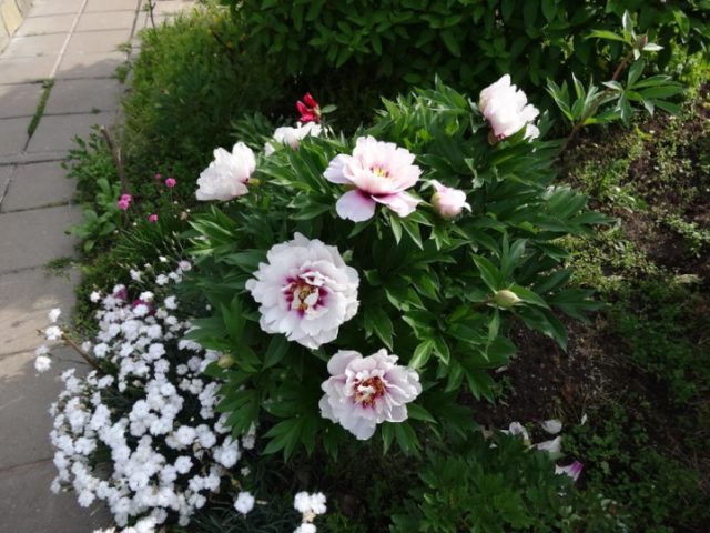 Peony ITO hybrid Cora Louise (Cora Louise): photo and description, reviews