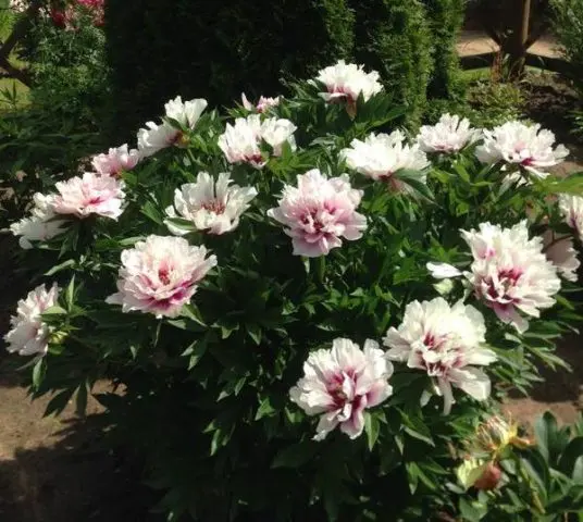 Peony ITO hybrid Cora Louise (Cora Louise): photo and description, reviews