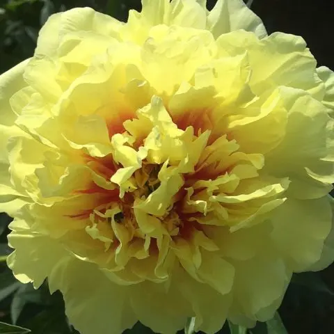 Peony ITO-hybrid: description, best varieties, photos, reviews